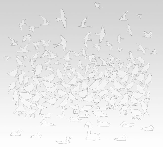 birds 1