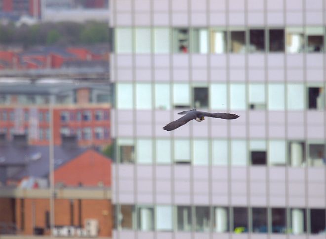 bird